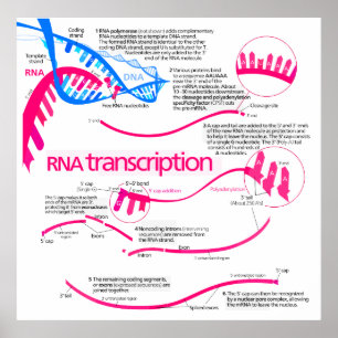 Póster Cómo se crea mRNA en un diagrama de núcleos
