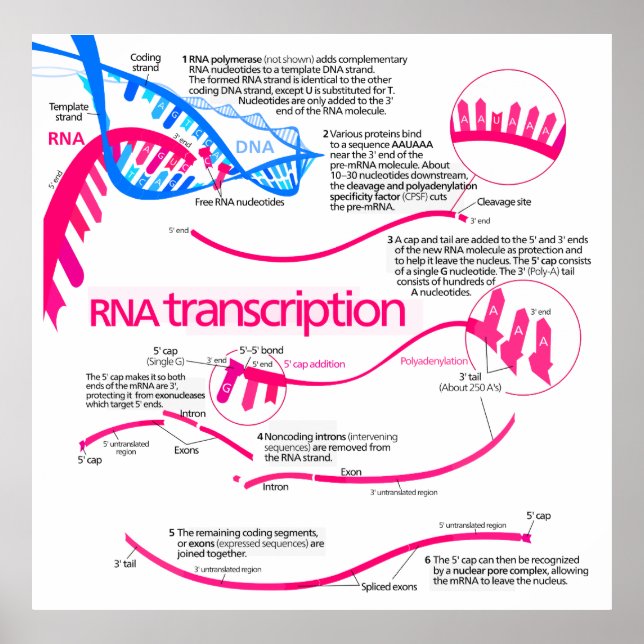 Póster Cómo se crea mRNA en un diagrama de núcleos (Frente)