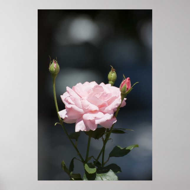 Póster como un rosa (Frente)