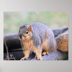 Póster Compañero lindo