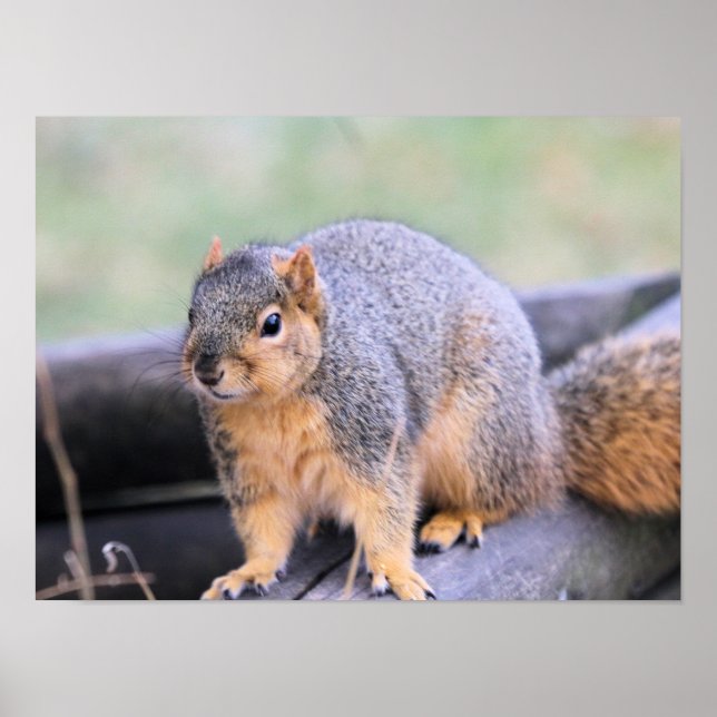 Póster Compañero lindo (Frente)