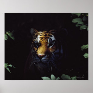 Póster Compañeros del Tigre Siberiano (Panthera Tigris Al