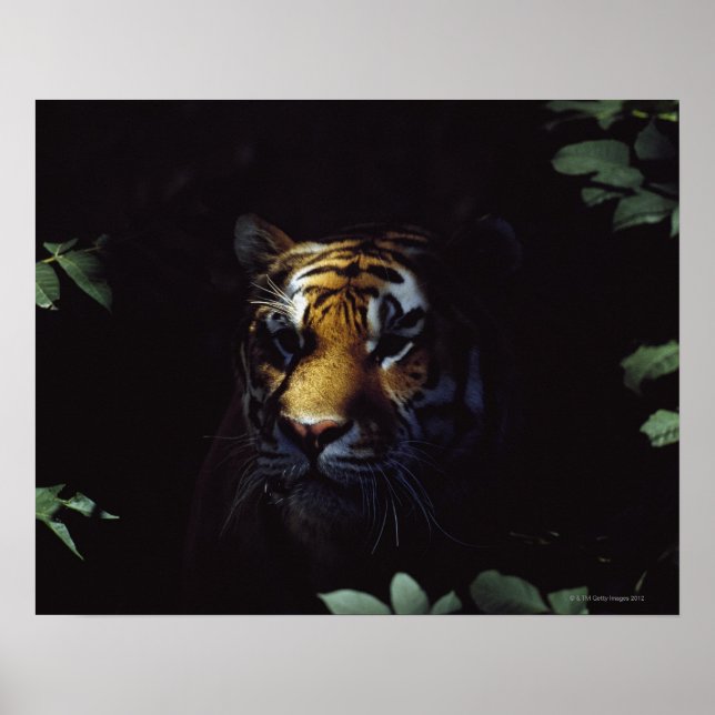 Póster Compañeros del Tigre Siberiano (Panthera Tigris Al (Frente)