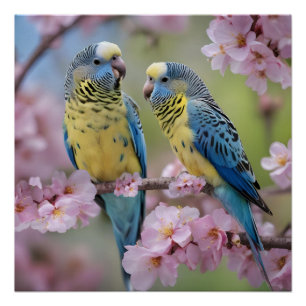 Póster "Compañeros vibrantes: Budgies azules y amarillos"