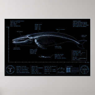Póster Comparación de tamaño de ballena vs humano en rayo