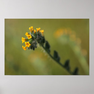Póster compatriota amarillo