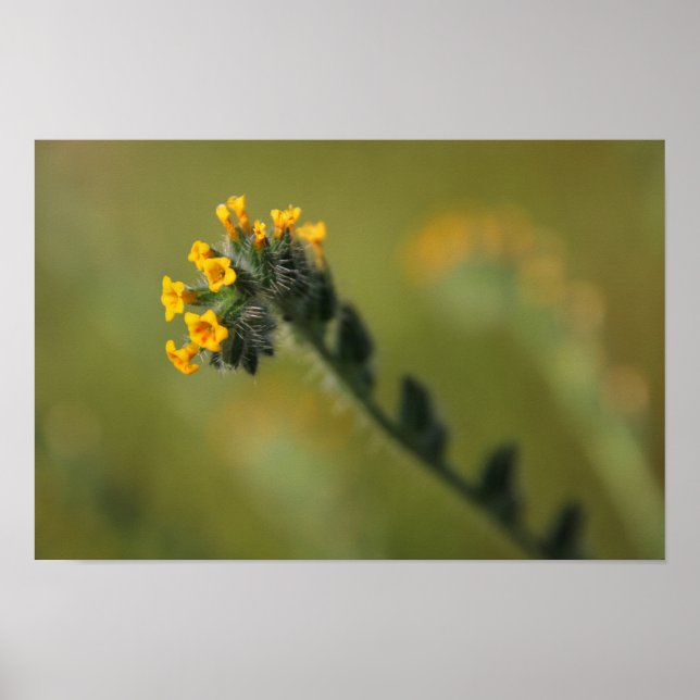 Póster compatriota amarillo (Frente)