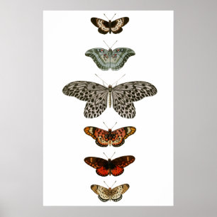 Póster Compilación de mariposa