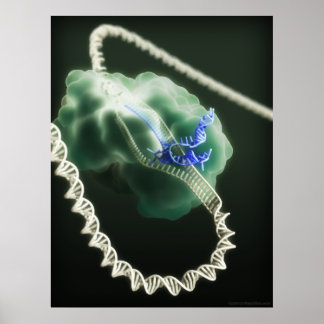 Póster Complejo CRISPR-Cas9 en funcionamiento