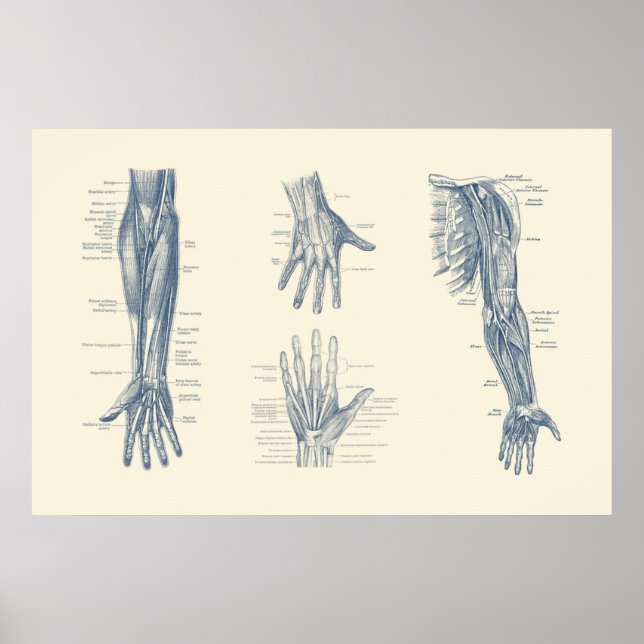 Póster Complete Arm and Hand Diagram (Frente)
