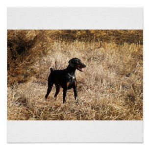 Póster completo en campo