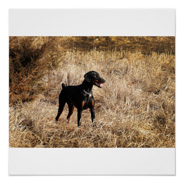 Póster completo en campo (Anverso)