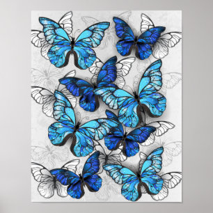 Póster Composición de las mariposas blancas y azules
