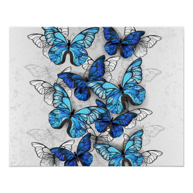 Póster Composición de las mariposas blancas y azules (Anverso)