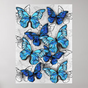 Póster Composición de las mariposas blancas y azules