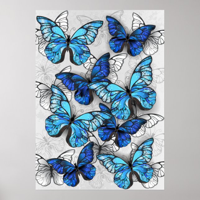 Póster Composición de las mariposas blancas y azules (Frente)