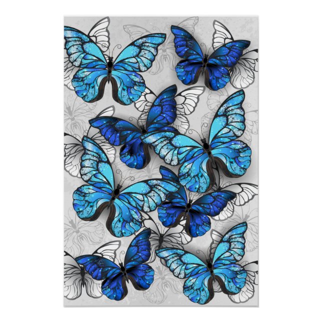 Póster Composición de las mariposas blancas y azules (Anverso)
