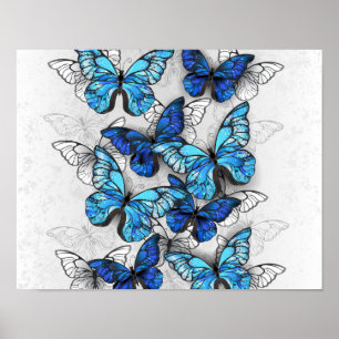 Póster Composición de las mariposas blancas y azules