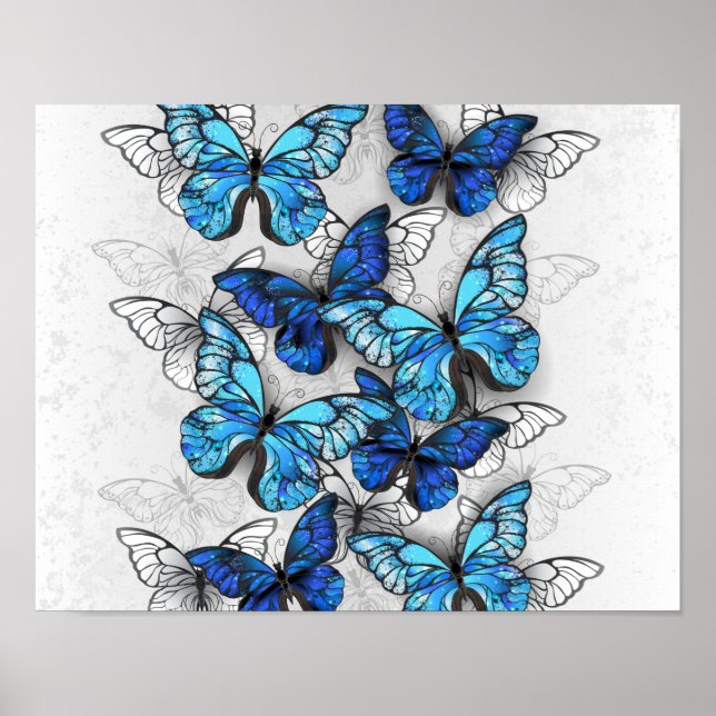 Póster Composición de las mariposas blancas y azules (Frente)