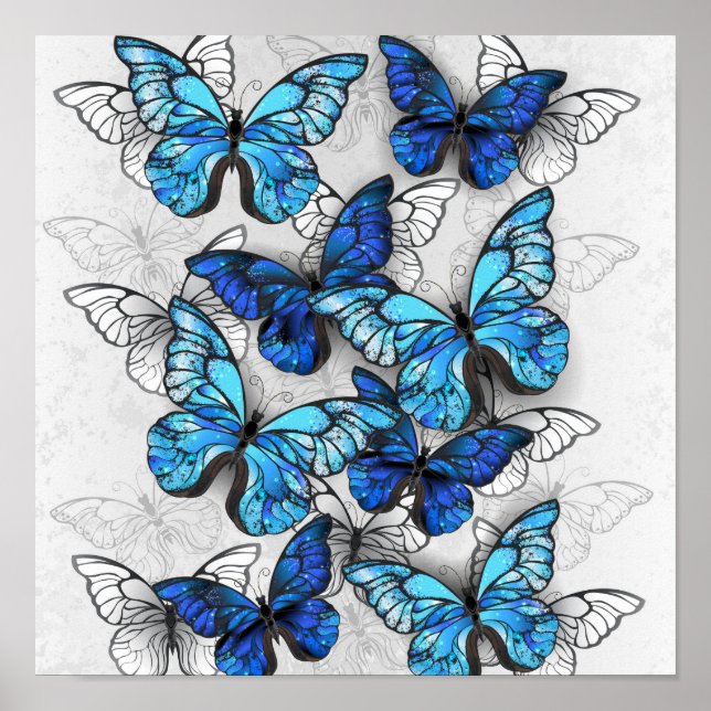Póster Composición de las mariposas blancas y azules (Frente)