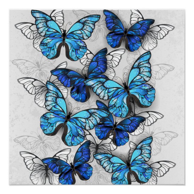 Póster Composición de las mariposas blancas y azules (Anverso)
