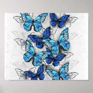 Póster Composición de las mariposas blancas y azules