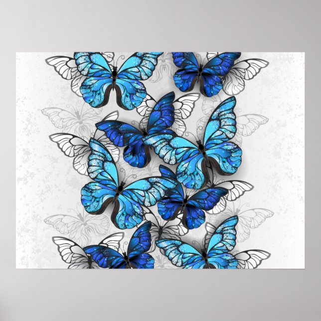 Póster Composición de las mariposas blancas y azules (Frente)