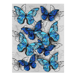 Póster Composición de las mariposas blancas y azules