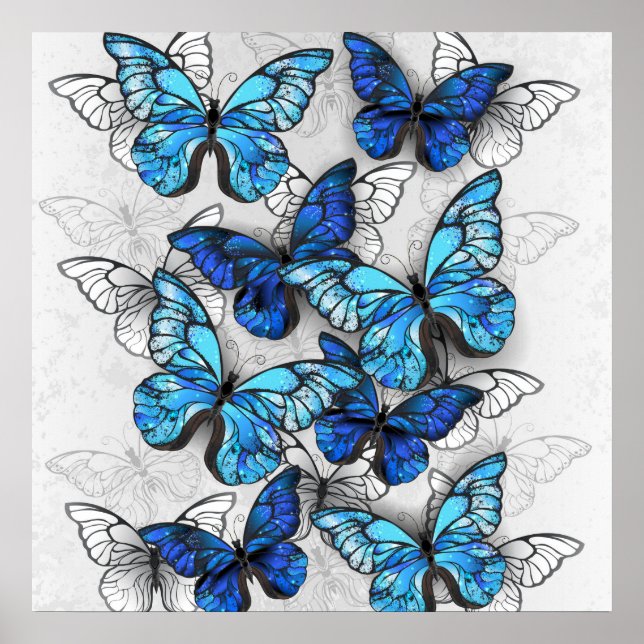 Póster Composición de las mariposas blancas y azules (Frente)