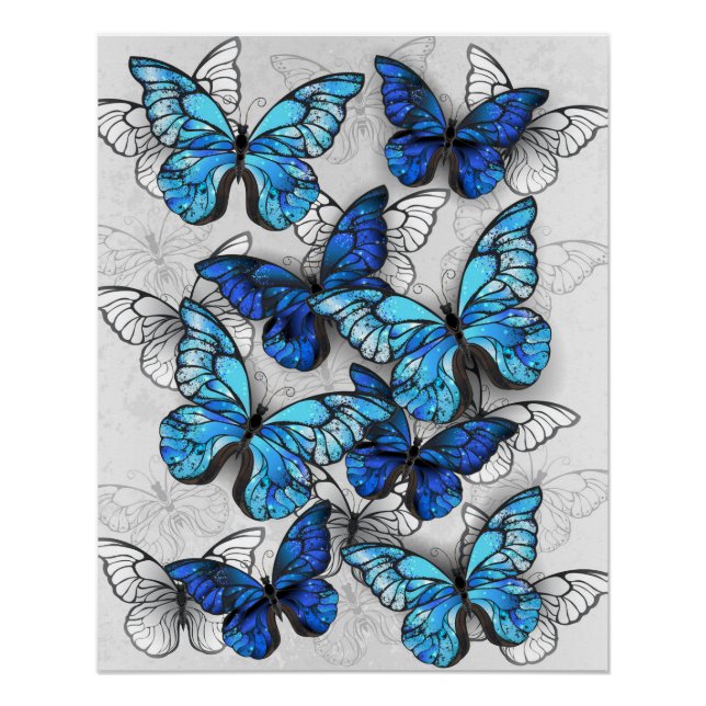 Póster Composición de las mariposas blancas y azules (Anverso)