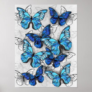 Póster Composición de las mariposas blancas y azules