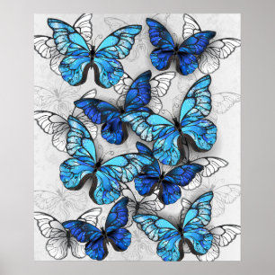 Póster Composición de las mariposas blancas y azules