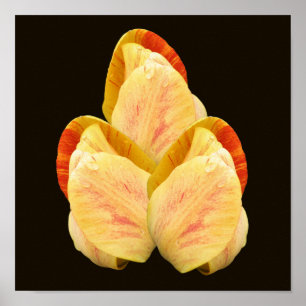 Póster Comprimidos amarillos de la flor de tulipán Bouque