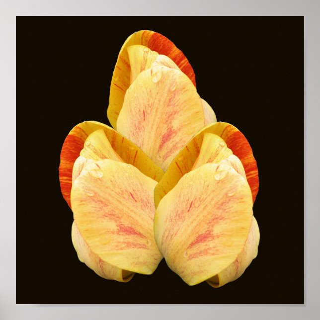 Póster Comprimidos amarillos de la flor de tulipán Bouque (Frente)