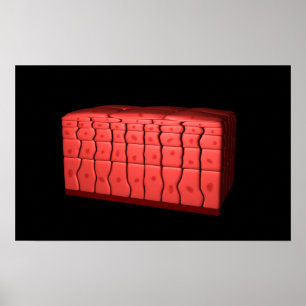 Póster Concepto De Epitelio Escamoso Estreatificado 2