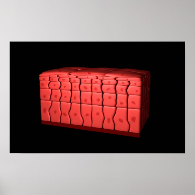 Póster Concepto De Epitelio Escamoso Estreatificado 2 (Frente)