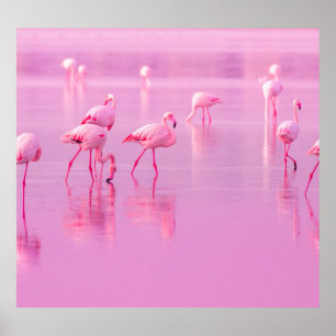 Póster Concepto romántico del lago Flamingos rosa
