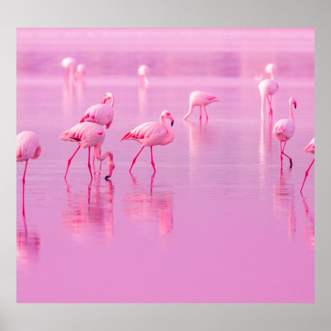 Póster Concepto romántico del lago Flamingos rosa (Frente)