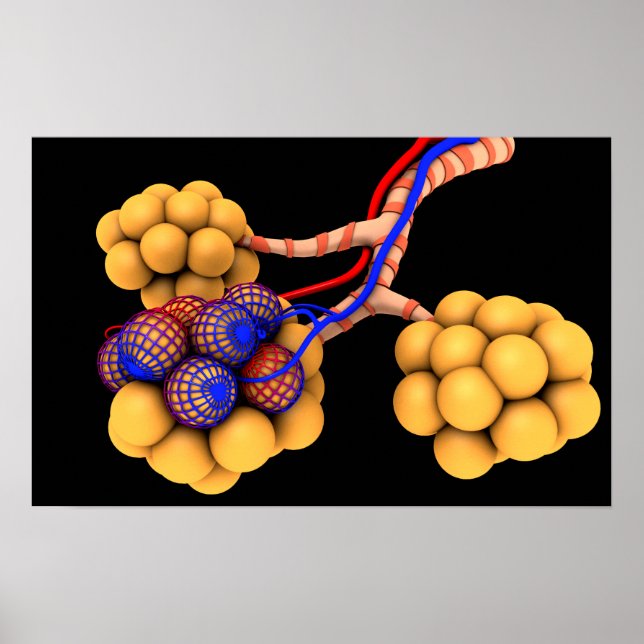 Póster Conceptual Image Of Alveoli 4 (Frente)