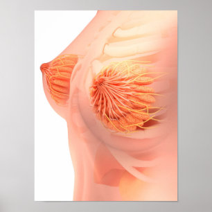 Póster Conceptual Image Of Female Breast Anatomy 1