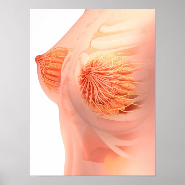 Póster Conceptual Image Of Female Breast Anatomy 1 (Frente)