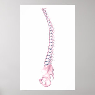 Póster Conceptual Image Of Human Backbone 3