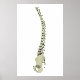 Póster Conceptual Image Of Human Backbone 7