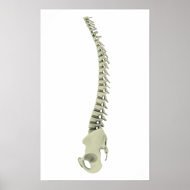 Póster Conceptual Image Of Human Backbone 7 (Frente)