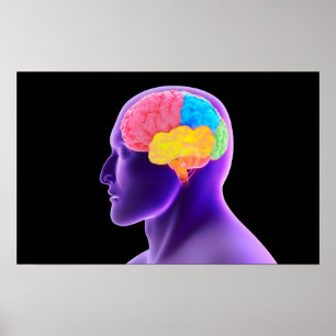 Póster Conceptual Image Of Human Brain 7