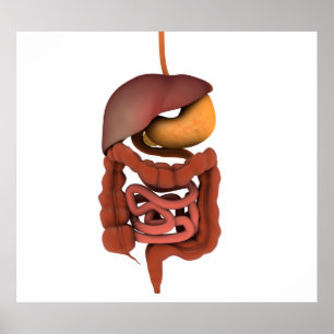 Póster Conceptual Image Of Human Digestive System 2