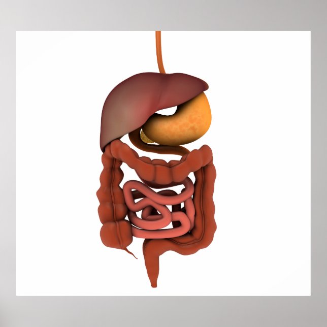 Póster Conceptual Image Of Human Digestive System 2 (Frente)