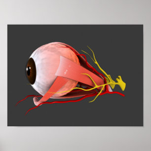 Póster Conceptual Image Of Human Eye Anatomy 2