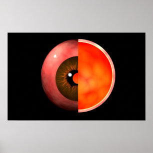 Póster Conceptual Image Of Human Eye Cross Section 3