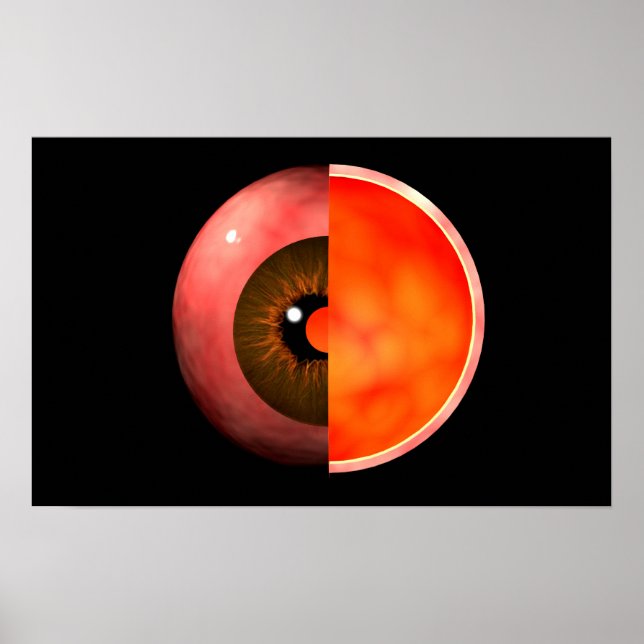 Póster Conceptual Image Of Human Eye Cross Section 3 (Frente)
